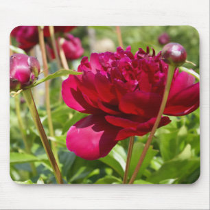 Dark Maroon velvet peonies Mouse Pad
