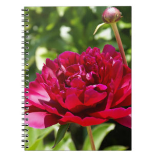 Dark Maroon velvet peonies Notebook