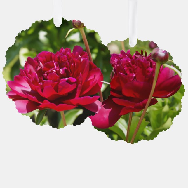 Dark Maroon velvet peonies  Ornament Card (Front/Back)