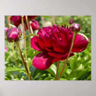Dark Maroon velvet peonies Poster