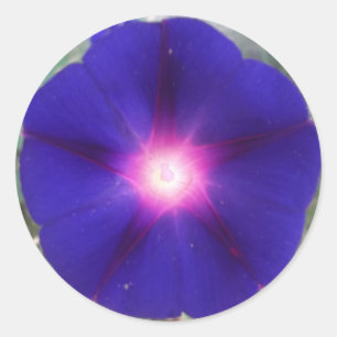 Dark Morning Glory Sticker