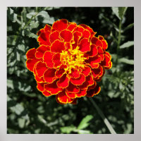 dark orange marigold