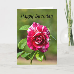 "Dark Pink and White Striped Rose, Happy Birthday Card