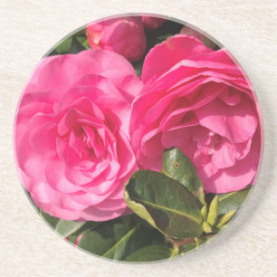 Dark pink Camellia Flowers Coaster