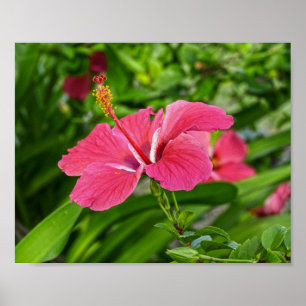 Dark Pink Hibiscus Poster