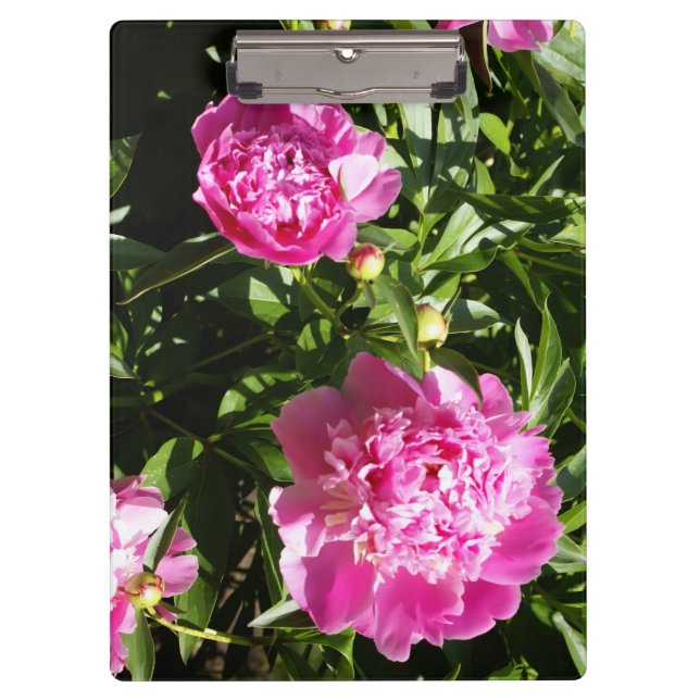 Dark pink peonies  clipboard (Front)