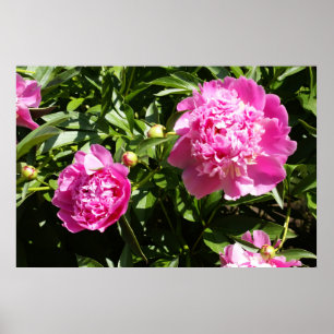 Dark pink peonies  poster