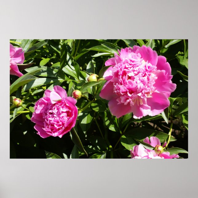 Dark pink peonies  poster (Front)