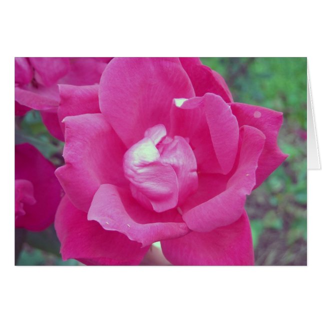 Dark Pink Rose Photo (Front Horizontal)