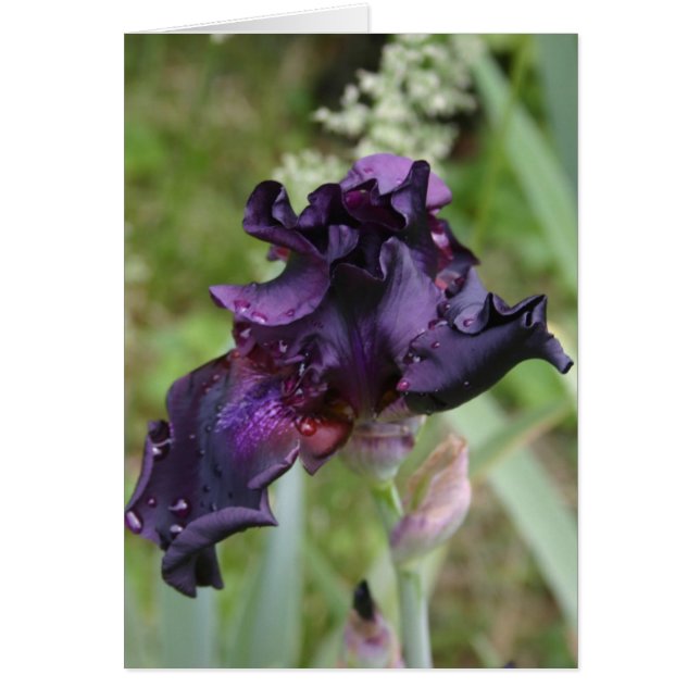 Dark Purple Iris (Front)