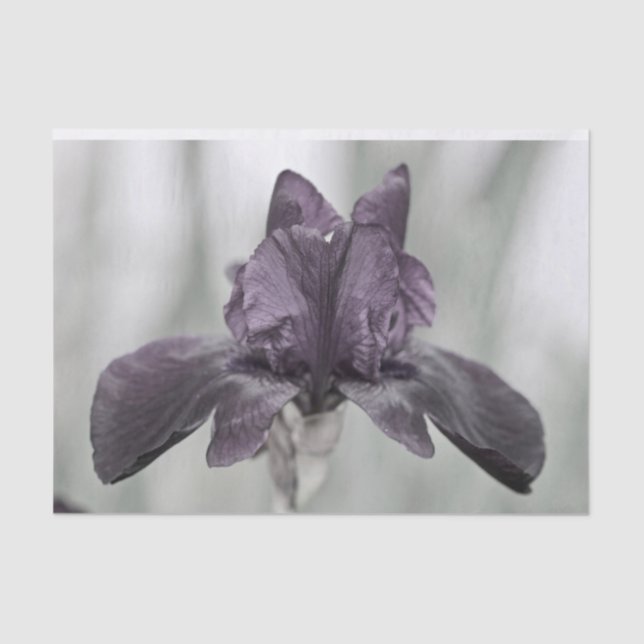 Dark Purple Iris Flower for decopodge Tissue Paper (Front)