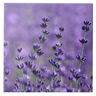 Dark Purple Lavender Flowers Tile