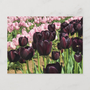 Dark Purple & Pink Tulips Postcard