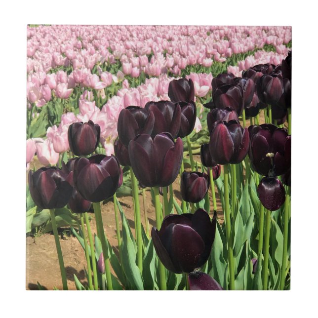 Dark Purple & Pink Tulips Tile (Front)