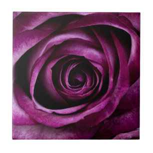 Dark Purple Rose Tile