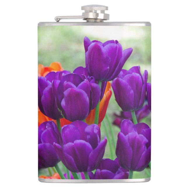 Dark purple tulips  on a sunny day in the garden  hip flask (Front)