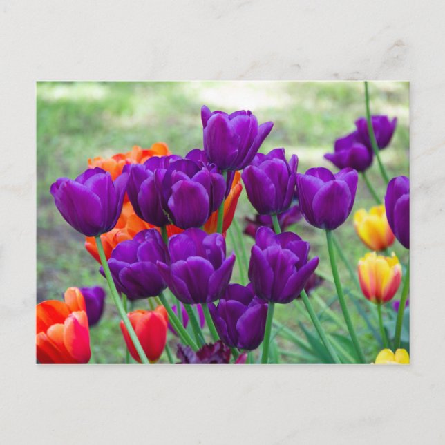 Dark purple tulips  photo postcard (Front)