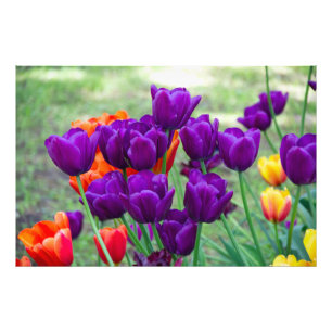 Dark purple tulips  photo print