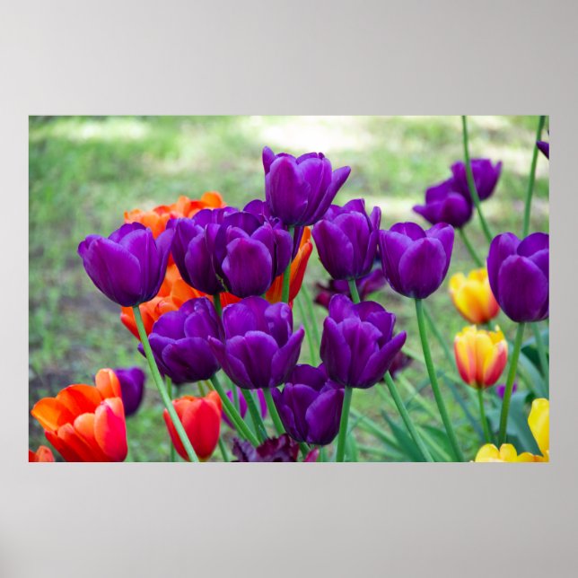 Dark purple tulips poster (Front)