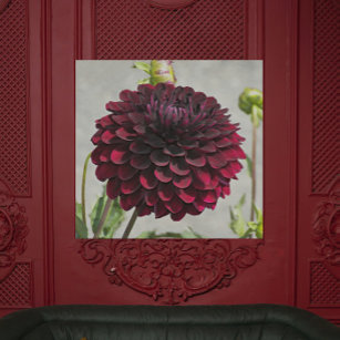 Dark Red Dahlia Bloom Photo Canvas Print