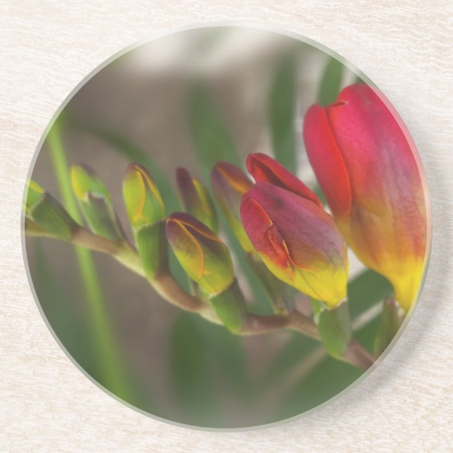 dark red freesia coaster (Front)