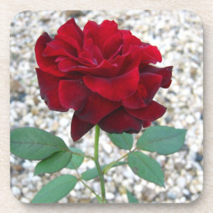 Dark Red Rose Coaster