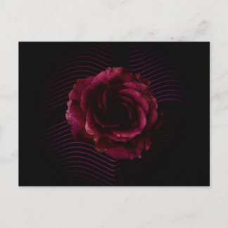 Dark Rose Postcard
