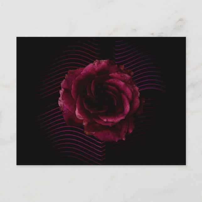 Dark Rose Postcard (Front)