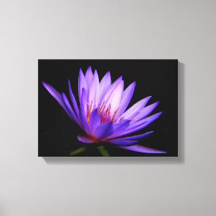 Dark Side of the Water Lily Canvas Print