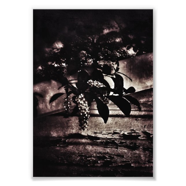Dark Spring Photo Print (Front)