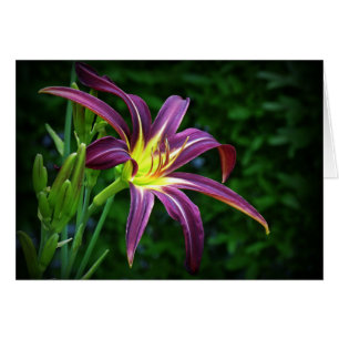 Dark Star - Daylily