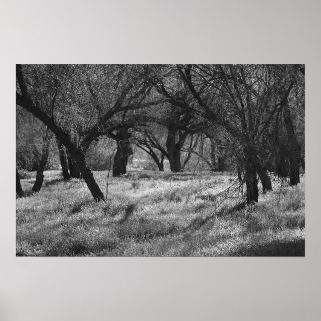 DarkTrees in a Meadow (b/w) Poster (Front)