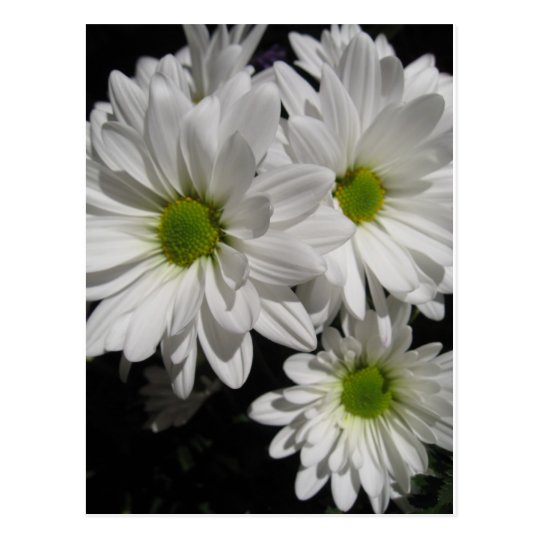 Darlin' Daisies Postcard