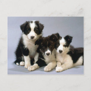 Darling Dog, Puppy Photos Cards, Gifts - Customize Postcard