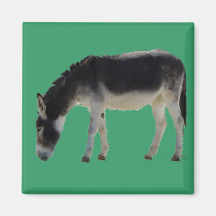Darling Donkey on Green - Animal Lovers Magnet