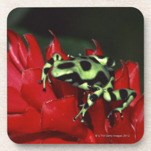 Dart frog 2 coaster