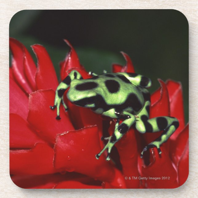 Dart frog 2 coaster (Front)