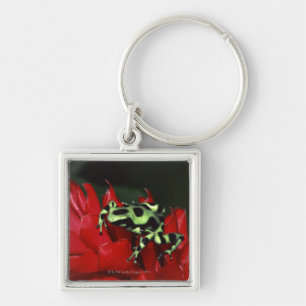 Dart frog 2 keychain