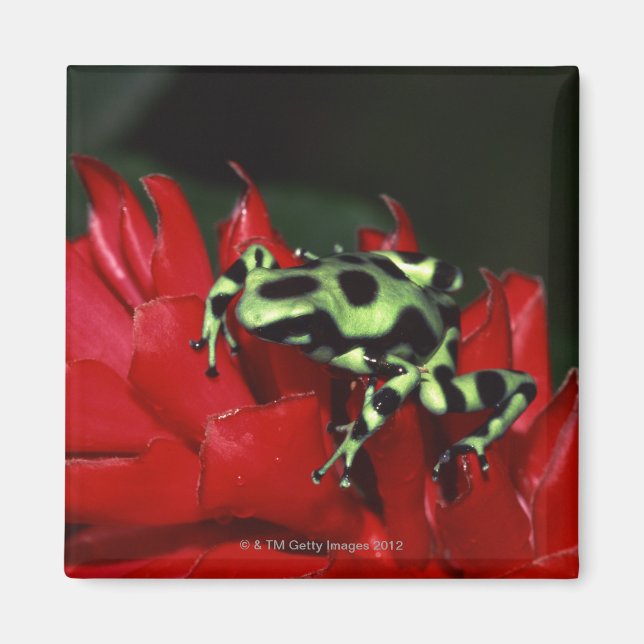 Dart frog 2 magnet (Front)