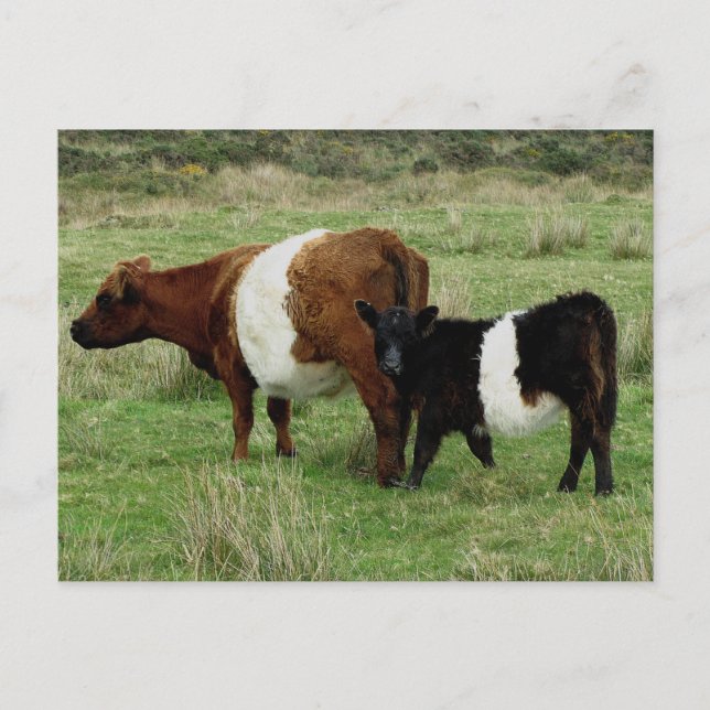 Dartmoor Belted Galloway Cow And Calf Postcard (Front)