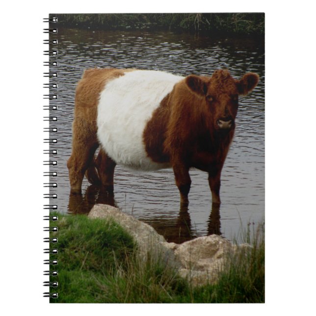 Dartmoor Belted Galloway Cow Standing In River Notebook (Front)
