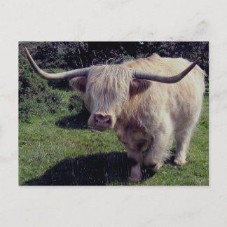 Dartmoor Highland Cow On The Move Postcard