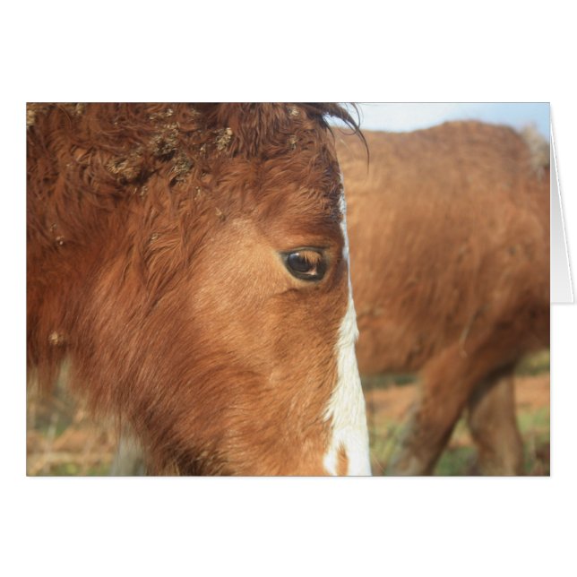 Dartmoor Ponies (Devant horizontal)