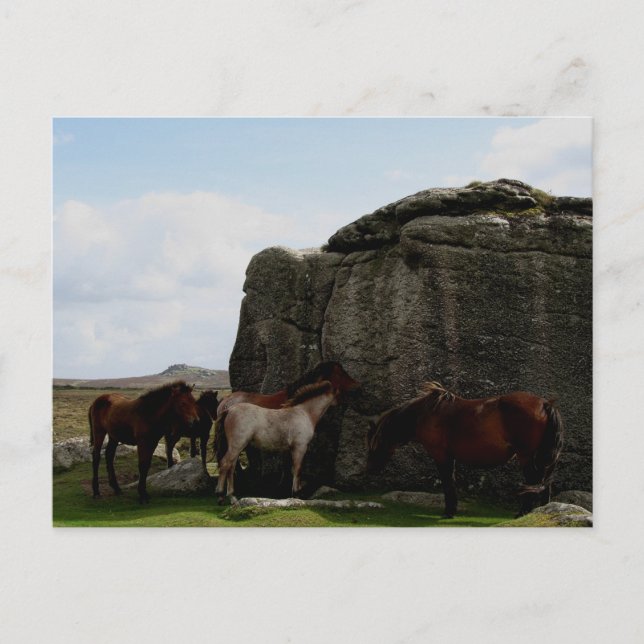 Dartmoor Ponies Sheltering Bone Hill Rocks .1. Postcard (Front)