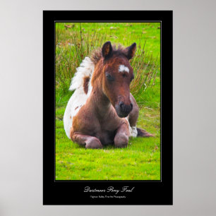Dartmoor Pony Foal gallery-style poster print