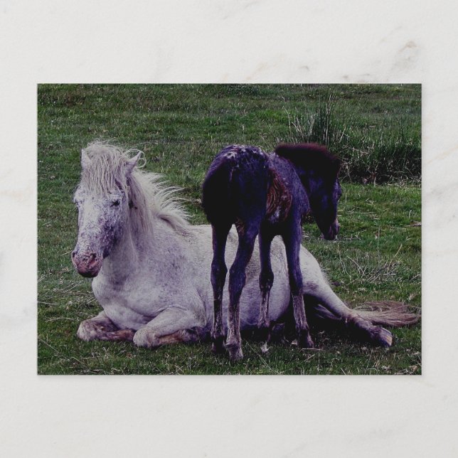 Dartmoor Pony Grey Mare Resting Foal Standing Postcard (Front)