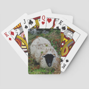Dartmoor Sheep In Hiding Playing Cards