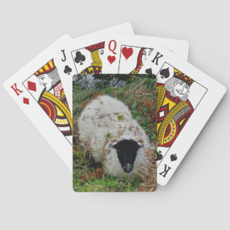 Dartmoor Sheep In Hiding Playing Cards