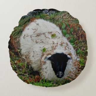 Dartmoor Sheep In Hiding Round Pillow