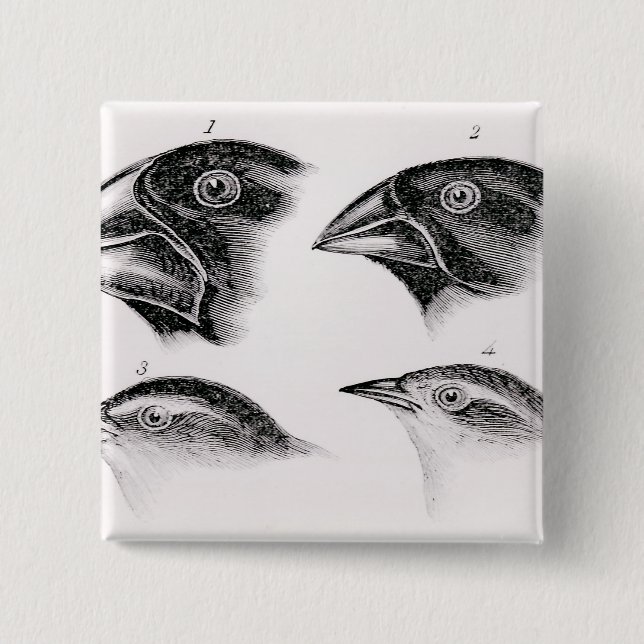 Darwin's bird observations 2 inch square button (Front)